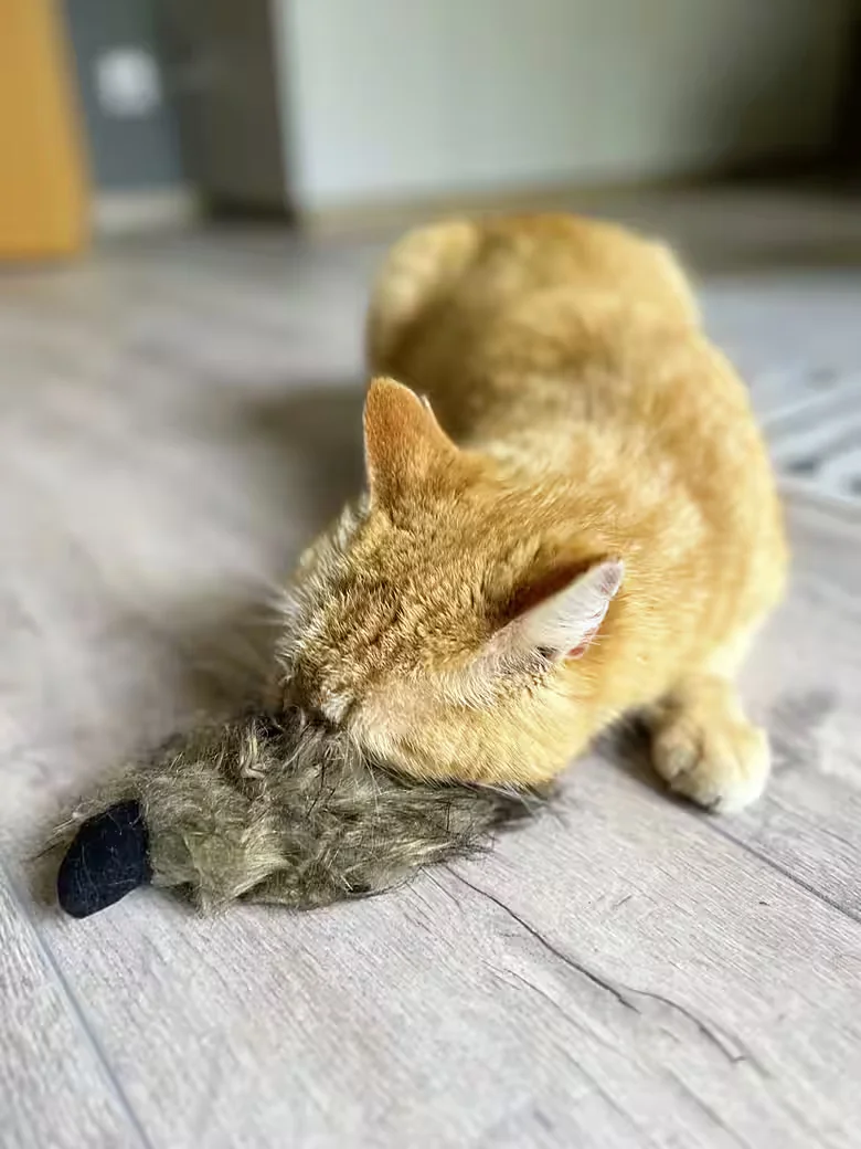 AUMÜLLER Katzenspielrad Frettchen grau mit Sand